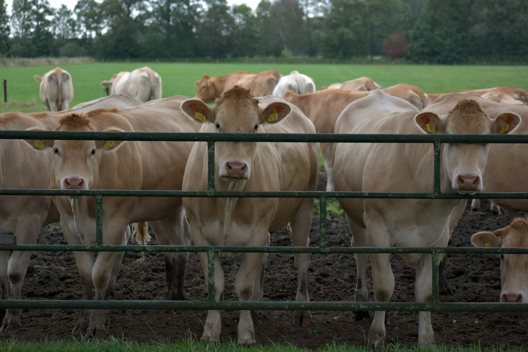 Consommer Végétal : Une Solution Contre La Souffrance Animale ?
