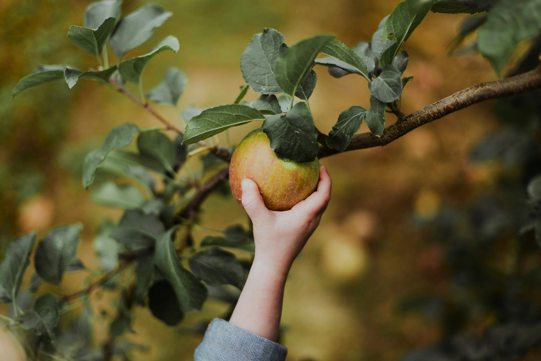 Une main d'enfant qui cueille une pomme