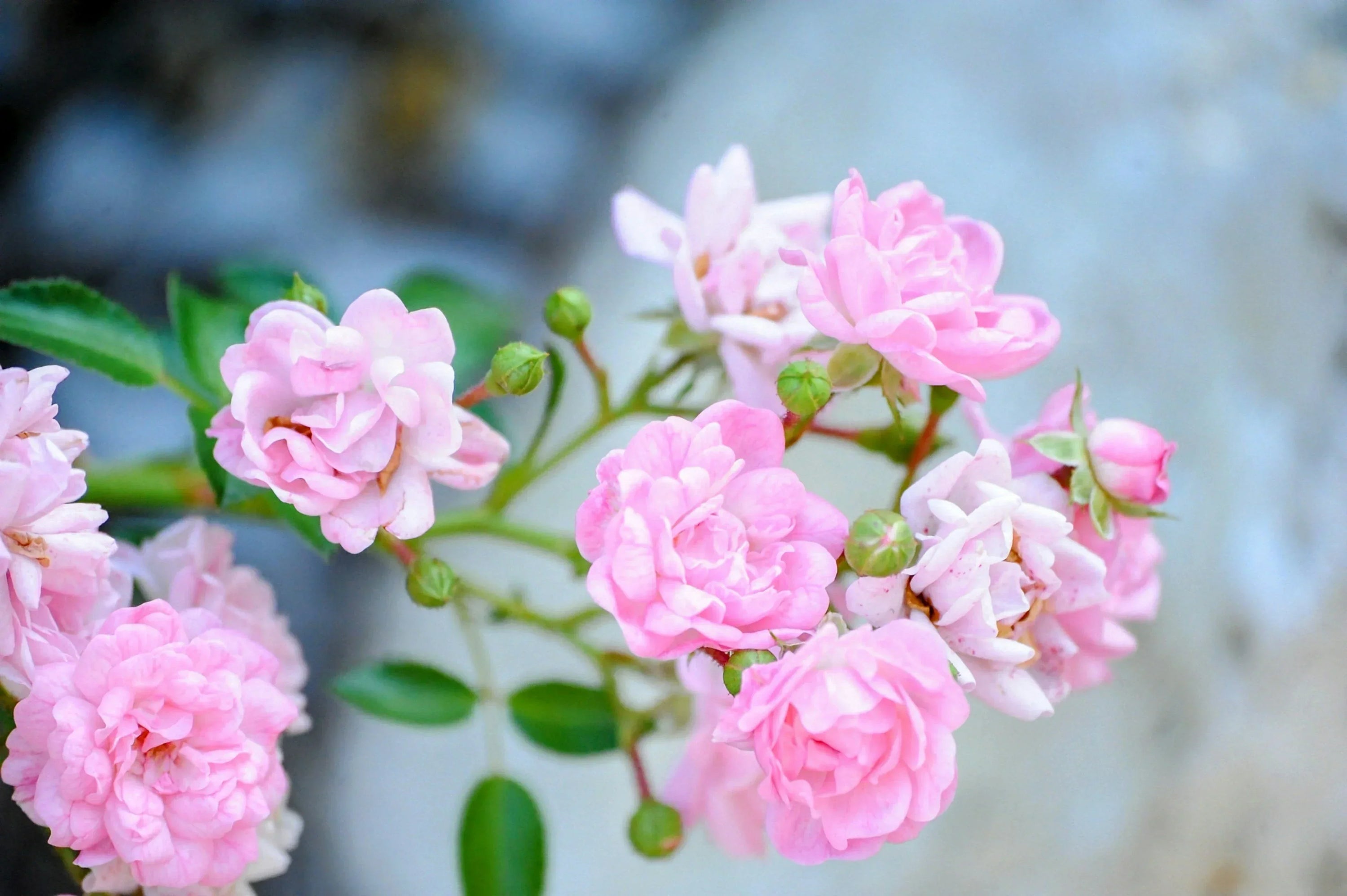 Fleurs rose