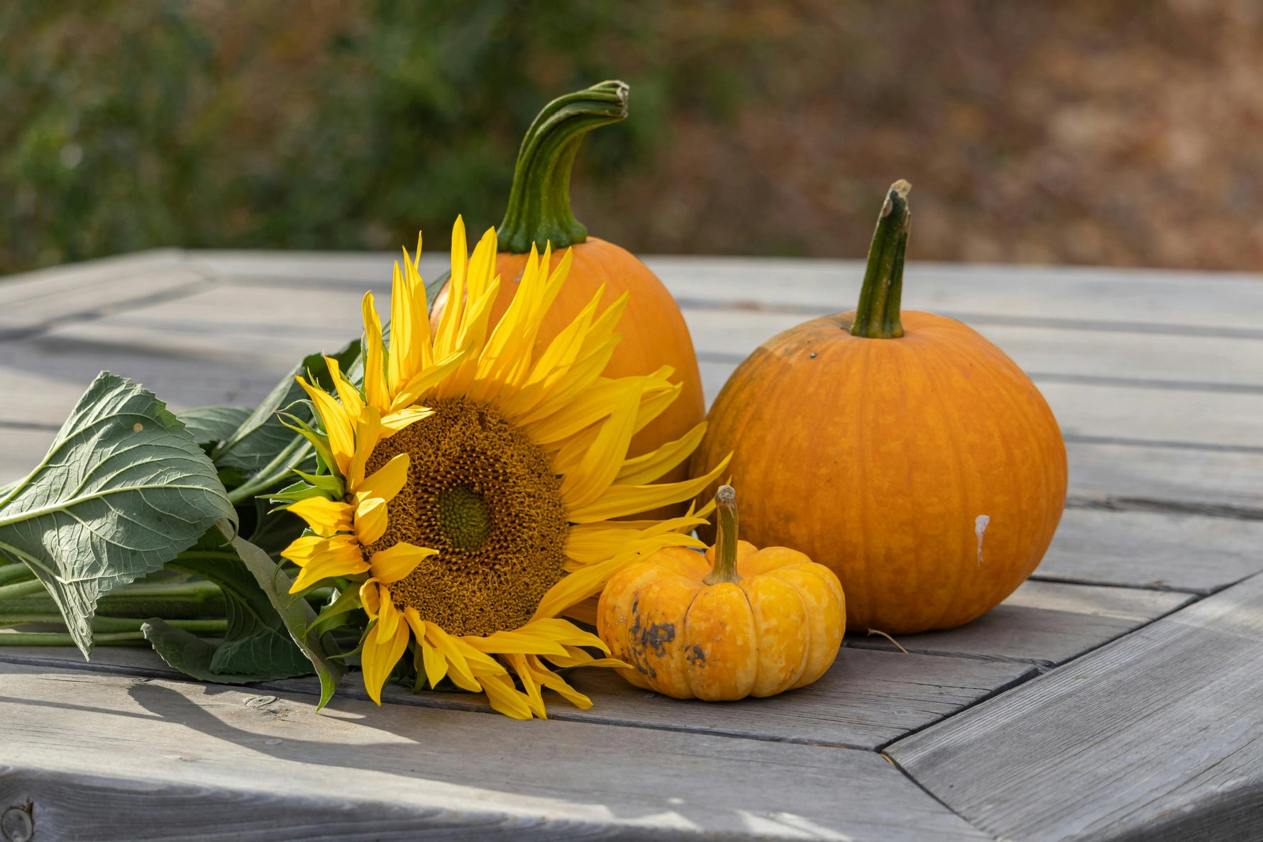 Photo de légumes et fleurs d'automne