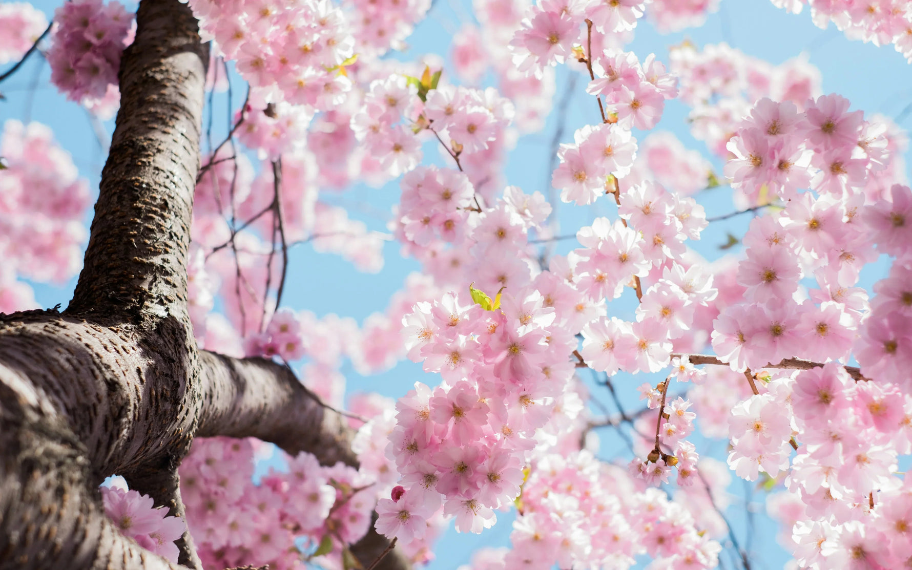 Cerisier en fleur