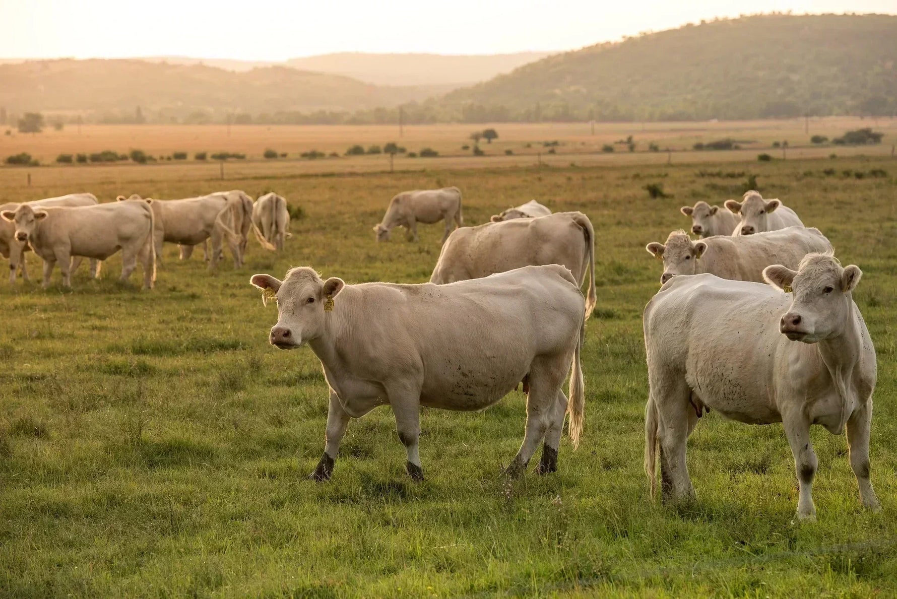 Troupeau de vaches dans un vaste champs