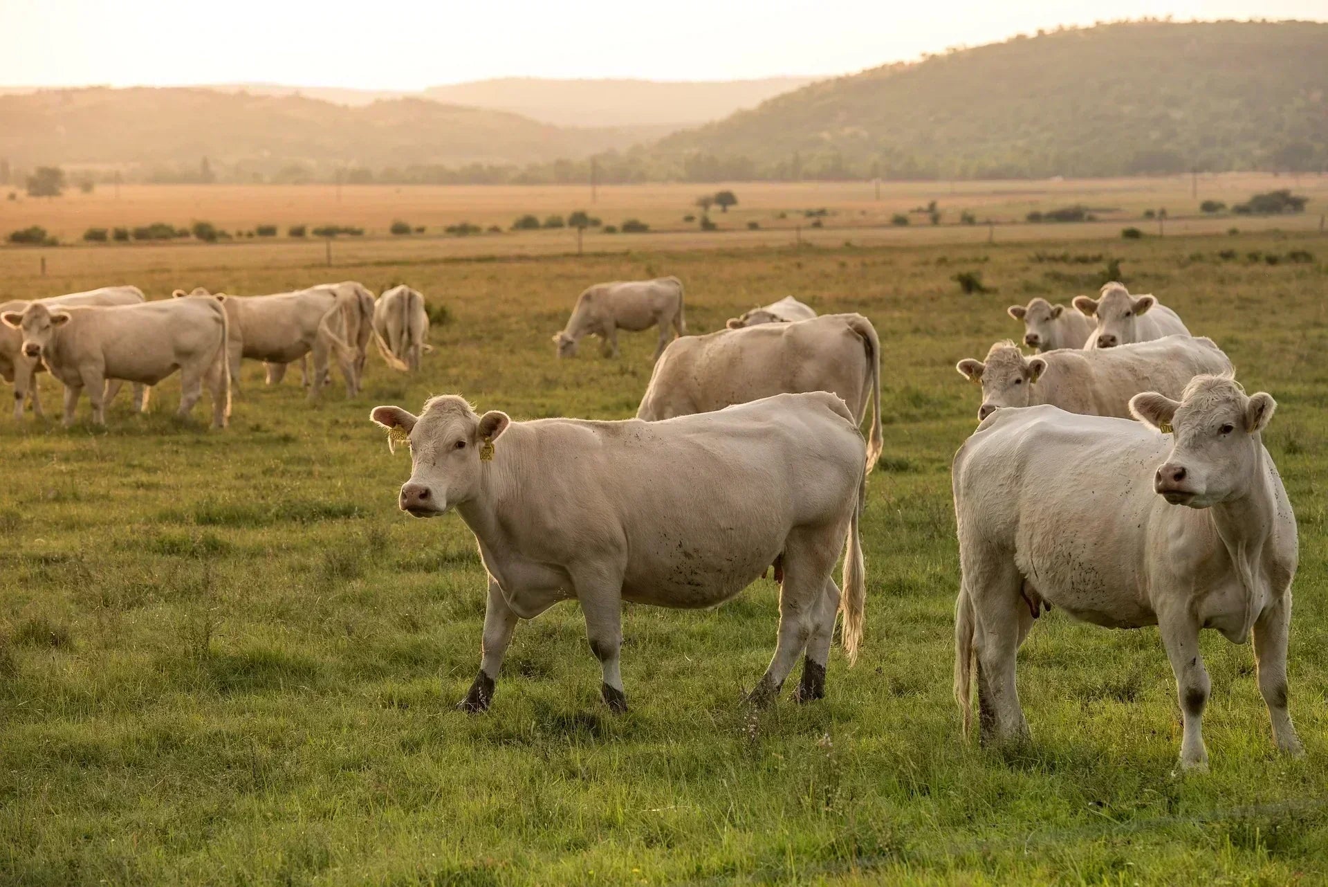 Troupeau de vaches dans un vaste champs